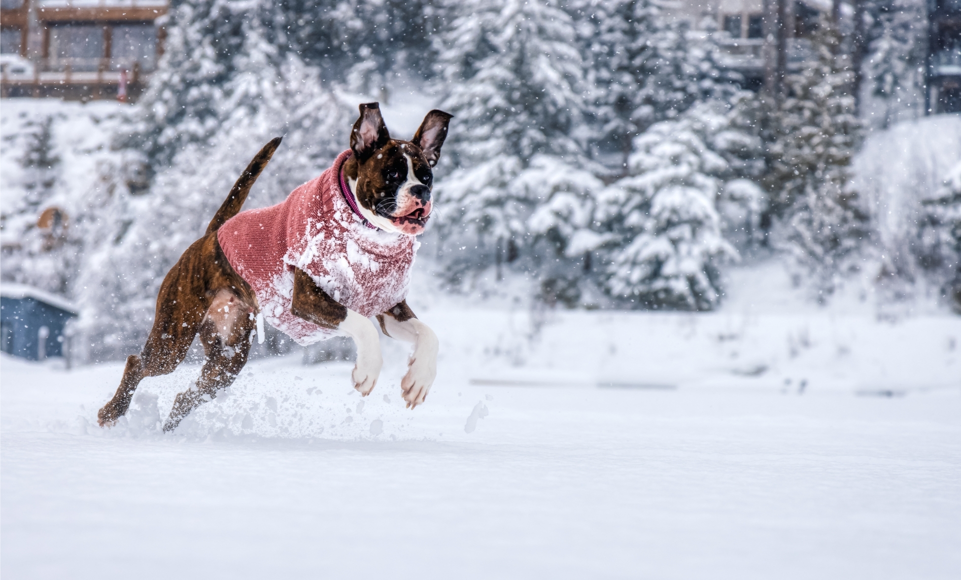 Boxer kutyaruhában a hóban