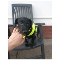 Oszi, kölyök kutyus, kan #8