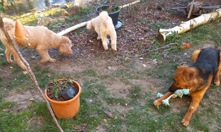 Örömhír! :) Az Eb Árvaház védence, Paca szerető, új családra talált