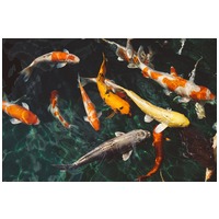 Panzi tavihaltáp #8