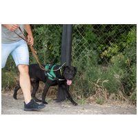 Milo, 3 éves, 53 cm magas,  labrador-bull keverék, kan #5