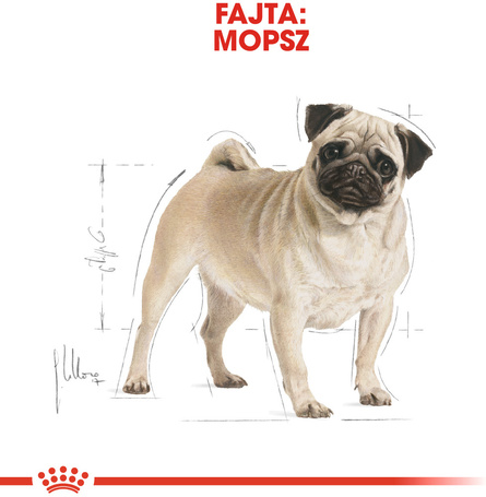 Royal Canin Pug Adult - Mopsz felnőtt kutya száraz táp