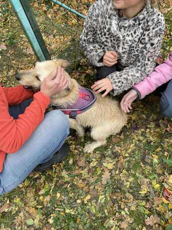Szöszi, 5 éves ivartalanított lányka