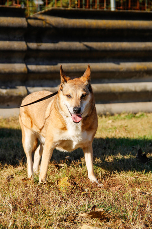 Poppy, 11 éves ivartalanított idős hölgy