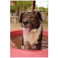 Toby, négy éves, kan #5