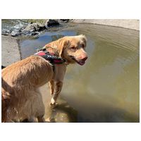 Wall-e, két éves, kan #2