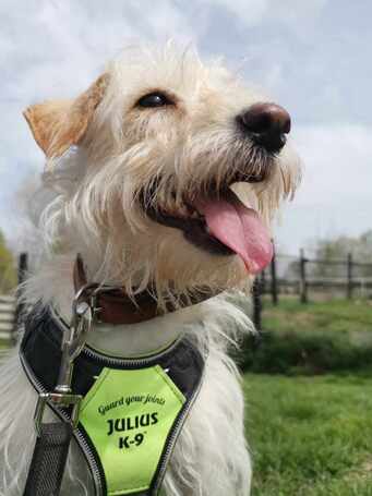 Aranyka, ivartalanított szuka kutyus