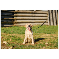 Nugát, 5 hónapos keverék fiúcska #6