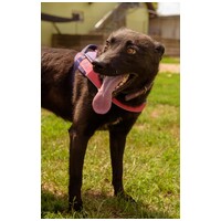 Ében, két éves, szuka #4