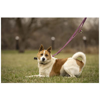 Foltos, 6 éves, 46 cm magas, kan #4