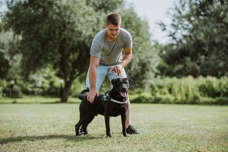 Milo, 3 éves, 53 cm magas,  labrador-bull keverék, kan