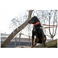 Prézli, 3 éves ivartalanított kan #8