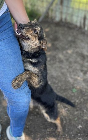 Günter, fél éves, kan