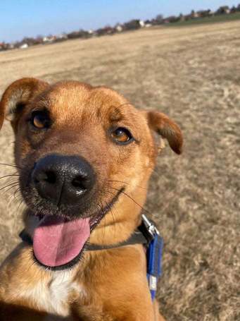 Csoma, 5 éves, 40 cm magas, ivartalanított kan