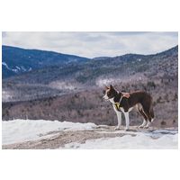 Yutipet RnD párnázott biztonsági kutyahám (Piros) #8