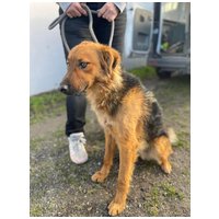 Paca, két éves, kan #2