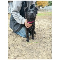 Áfonya, 5 hónapos keverék kislány #8