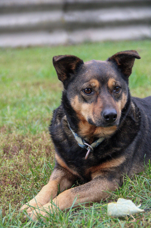 Levi, 4 éves ivartalanított kan