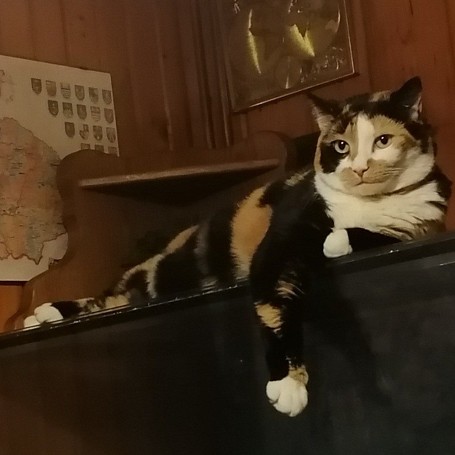 Trixi