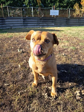 Mochi, 2 éves ivartalanított szuka