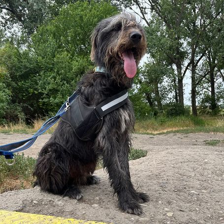 Kócos, 1 éves, kan