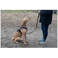 Zsömi lány kutyus gazdit keres #6