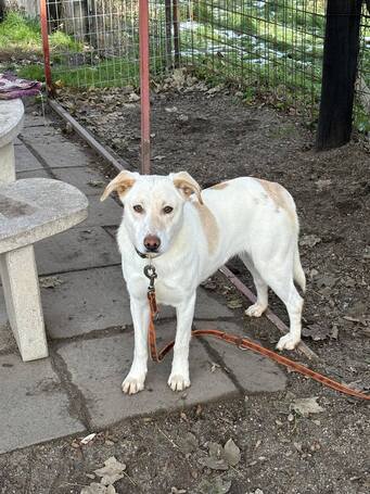 Odett, árva leány kutya