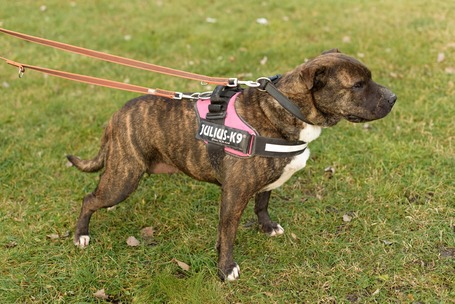 Suzy, négy éves, közepes méretű szuka