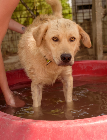 Kasmír, egy éves, kan