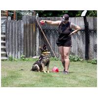 Lady, ivartalanított szuka #24