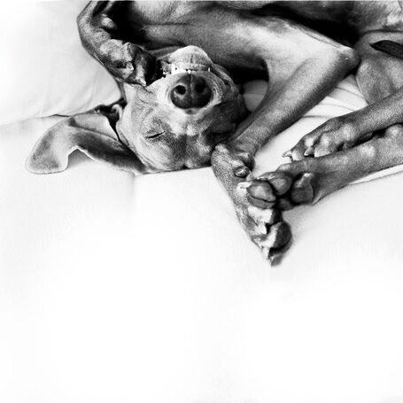 Adaptil nyugtató hatású párologtató készülék és utántöltő | Kutyáknak