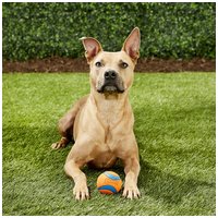 Chuckit! Ultra Ball - Az Elnyűhetetlen gumilabda kutyáknak #2