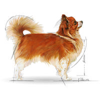 Royal Canin Chihuahua Adult - Csivava felnőtt kutya száraz táp #9