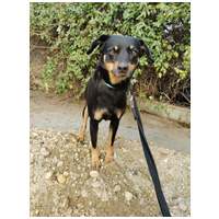 Gizi, 6 éves, 48 cm magas, szuka #5