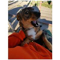 KisO, 4 éves, 34 cm magas, szuka #6