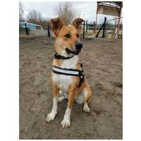 Hajni, 1 éves, közepes méretű, szuka #5