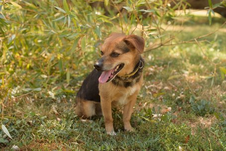 Maci, kilenc éves, kan