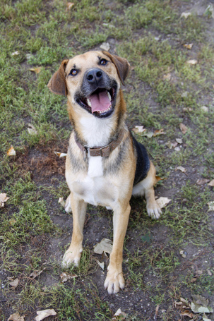 Smokey, 4 éves ivartalanított kan kutyus Smokey, 4 éves ivartalanított kan kutyus