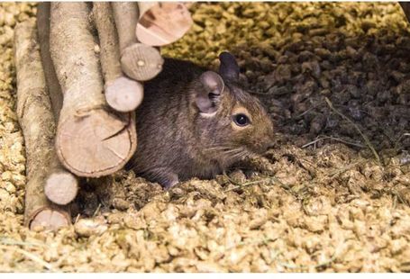 bunnyNature Bedding Cosy