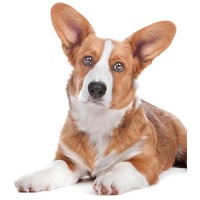 Pro-Nutrition Prestige Adult Medium #8