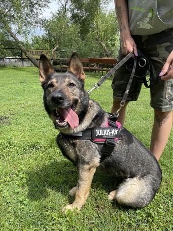 Lady, ivartalanított szuka