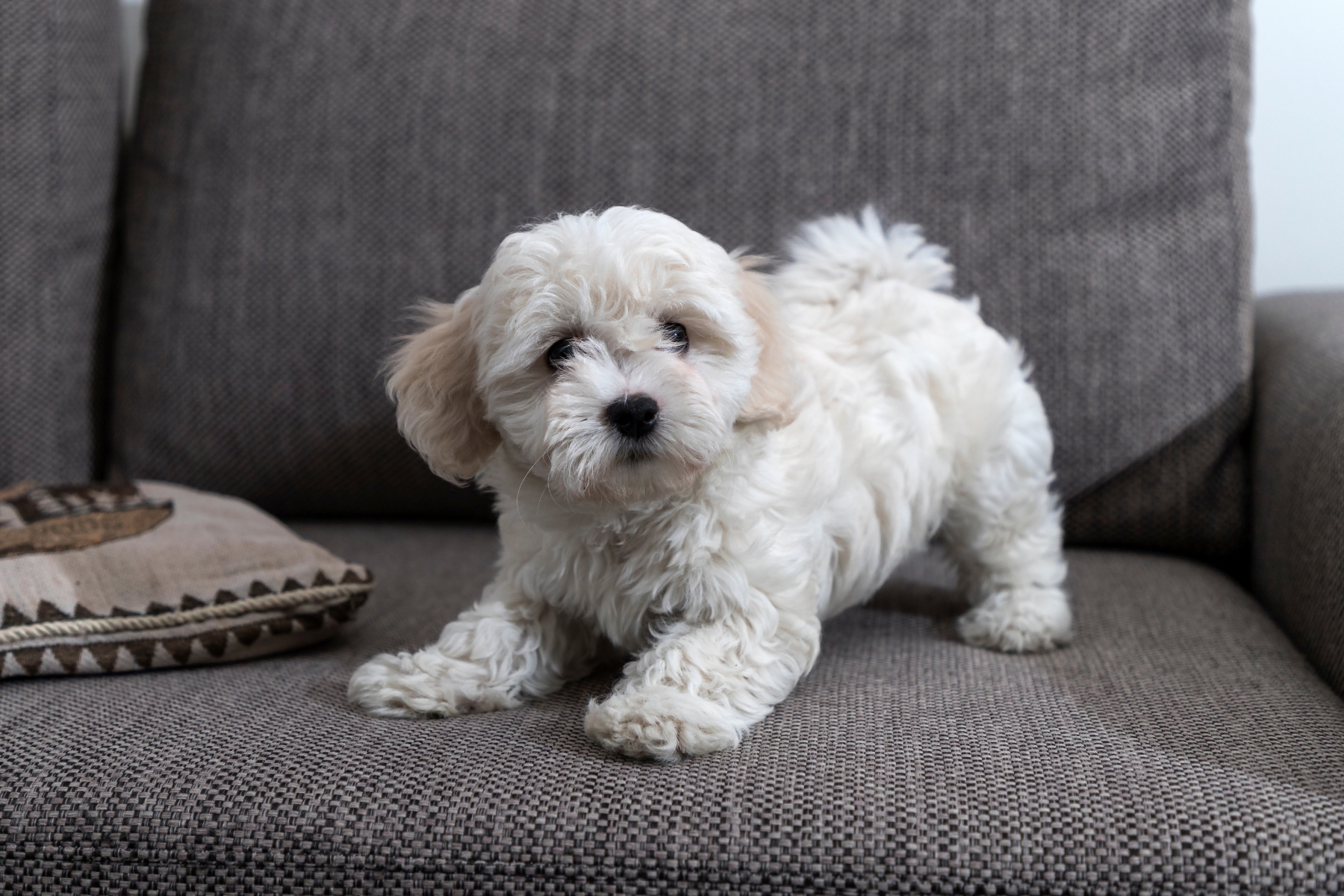 2.5 hónapos bichon bolonese fehér szőrű kutya barna foltokkal