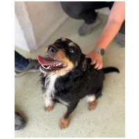 Oli, 2 éves, 47 cm magas, kan #4