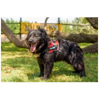 Tappancs, két éves kan #3