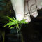 JBL ProScape Plantis ültetőcsipesz (növény rögzítő)