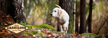 CarniLove Puppy Salmon & Turkey | Lazacos és pulykás táp kölyökkutyáknak