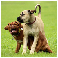 Delikan Prima Energy Red Meat #9