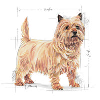 Royal Canin Mini Light Weight Care - Száraz táp hízásra hajlamos, kistestű felnőtt kutyák részére #8