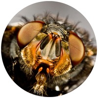 Covalliero mască împotriva muștelor fără protecție pentru urechi