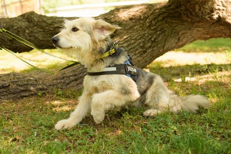 Macho, 4 éves, 57 cm magas, kan